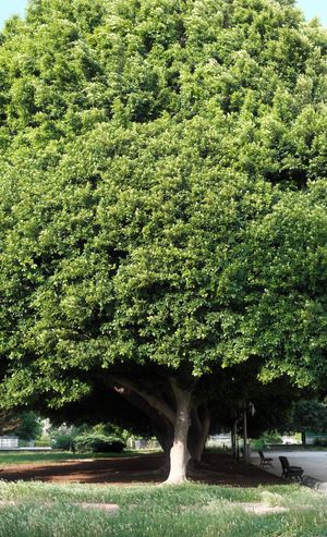 A large, vibrant green tree highlighting nature's beauty in a tranquil park setting.